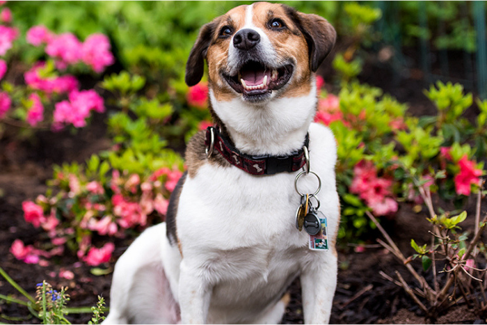 Keeping Your Springtime Garden Safe for Your Pets